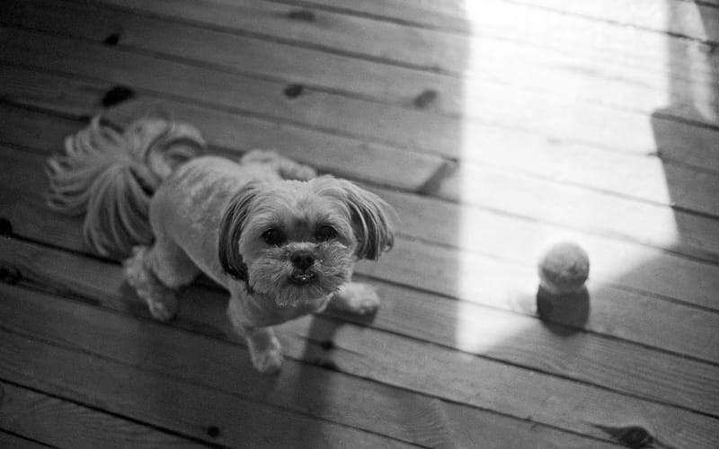 A small fluffy dog looks directly at the camera on a wooden floor, with a ball and a shaft of sunlight to its side.